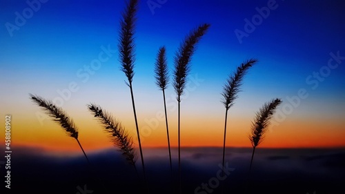 Silhouettes of ears of corn in a blue orange sky at dawn