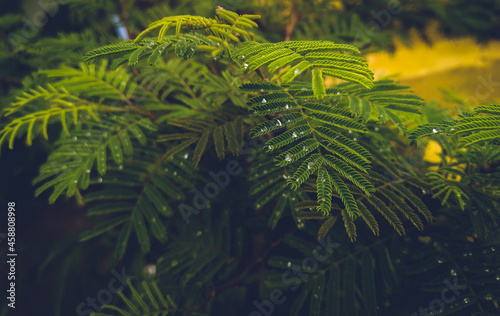 fern in the jungle  closeup of green leaves in branches of tree  growth of plants  nature photography  natural greenery background