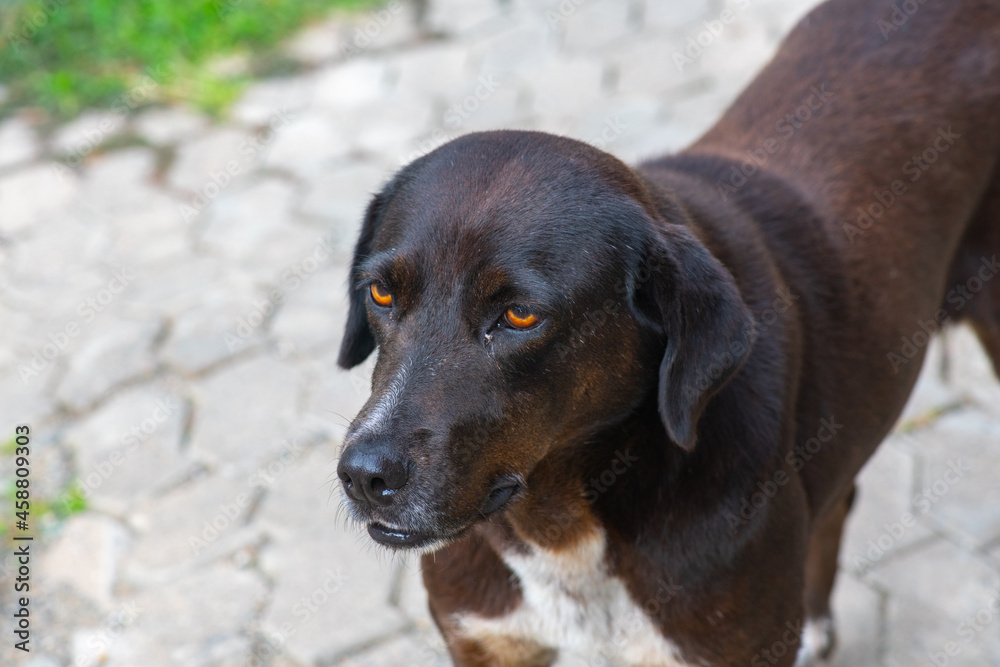 close- up muzzle of a black dog