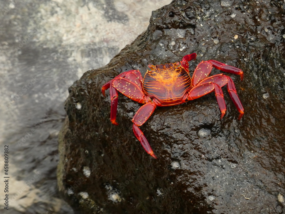 Sally Lightfoot crab (Grapsus grapsus) - red rock crab resting on wet stone, Puerto Ayora, Santa Cruz island, Galapagos Sally Lightfoot crab (Grapsus grapsus) - red rock crab resting on wet stone, Puerto Ayora, Santa Cruz island, Galapagos