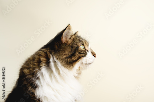 Adorable domestic cat on the beige background. Space for your text. photo