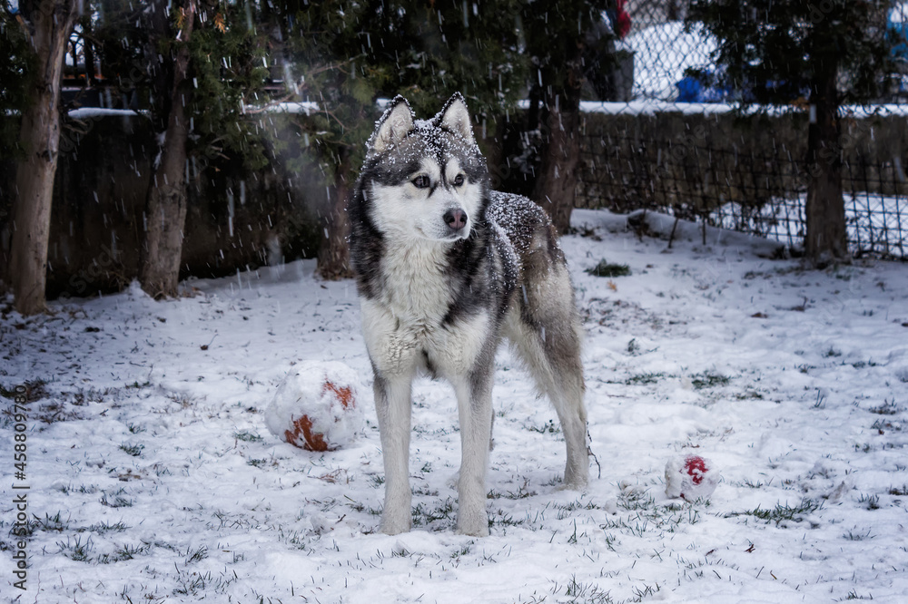 Cute two year old Siberian husky posing in the snow with his two playing balls Cute two year old Siberian husky posing in the snow with his two playing balls