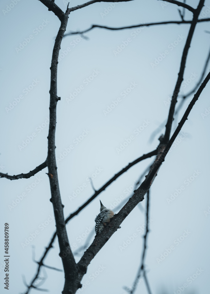 tree winter bird sky background tree winter bird sky background