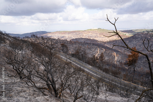 A Road in a Forest after a Wildfire