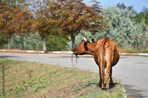 Autumn time for cow, cattle eating grass in the village