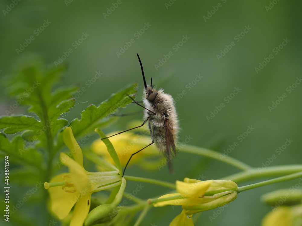 Der Wollschweber gehört zu den Fliegen auch wenn er einer Hummel ähnlich sieht Der Wollschweber gehört zu den Fliegen auch wenn er einer Hummel ähnlich sieht
