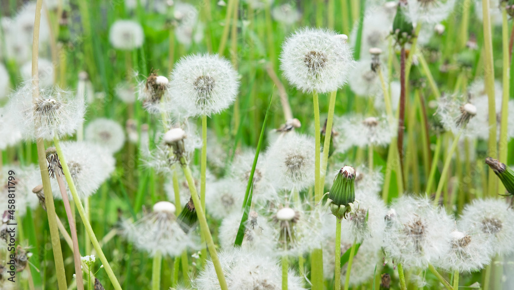 There are many dandelions that have bloomed in the field. Spring flowers in the street. Dandelion breeding There are many dandelions that have bloomed in the field. Spring flowers in the street. Dandelion breeding