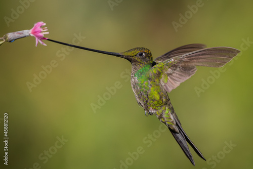Sword-billed hummingbird foraging on tropic flower
