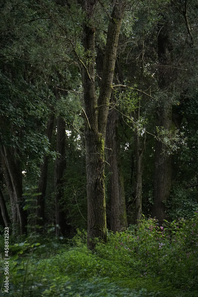 Obraz premium Baum mit Moos