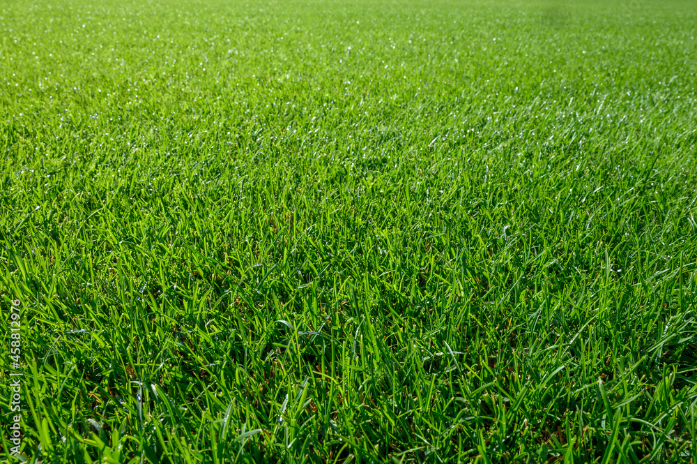 Beautiful wet natural grass on the sport pitch Beautiful wet natural grass on the sport pitch