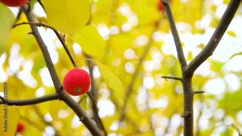 Small ripe red apples on a branch with green and yellow leaves. Autumn harvest of apples of the 