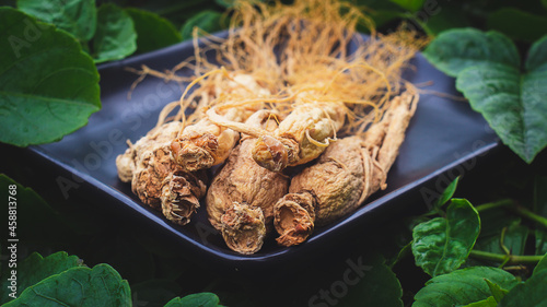 Dry Ginseng root on the black plate with green nature background photo