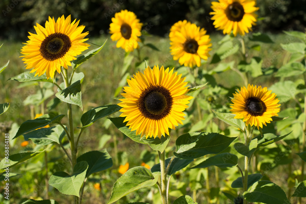 Sunflowers in a field blowing