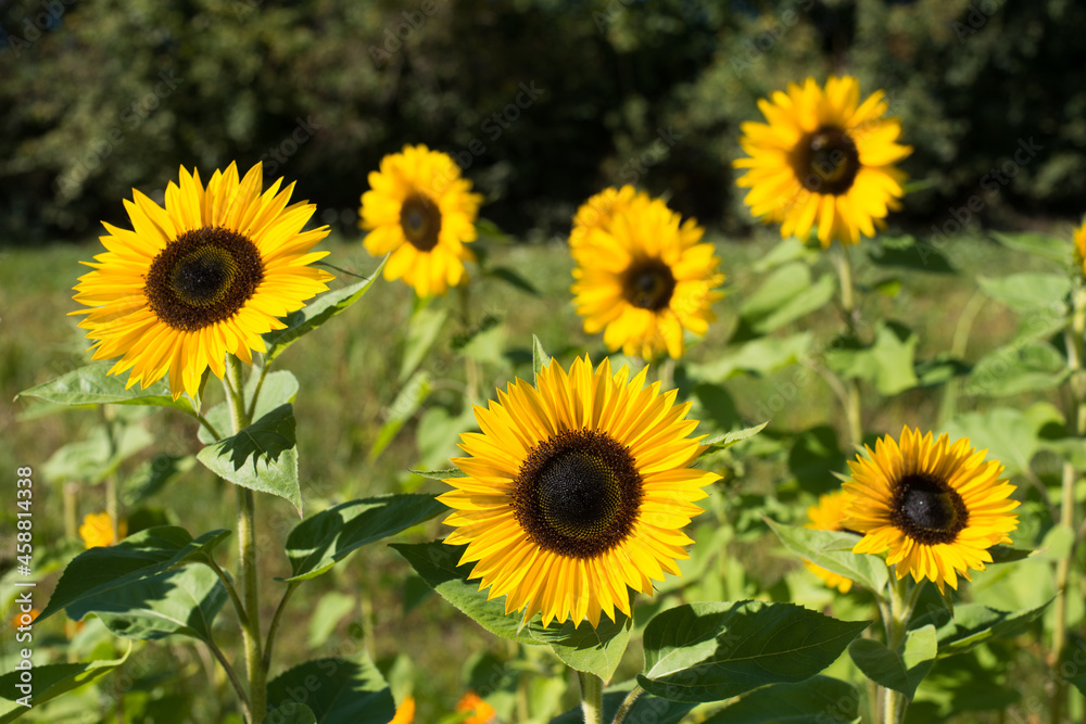 Sunflowers in a field blowing