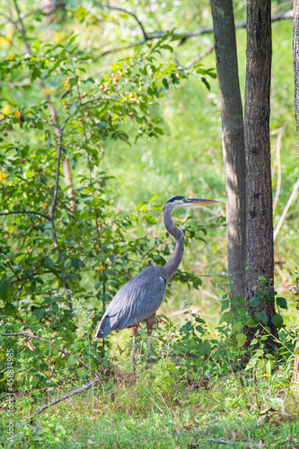 Great blue heron stands in a hedgerow