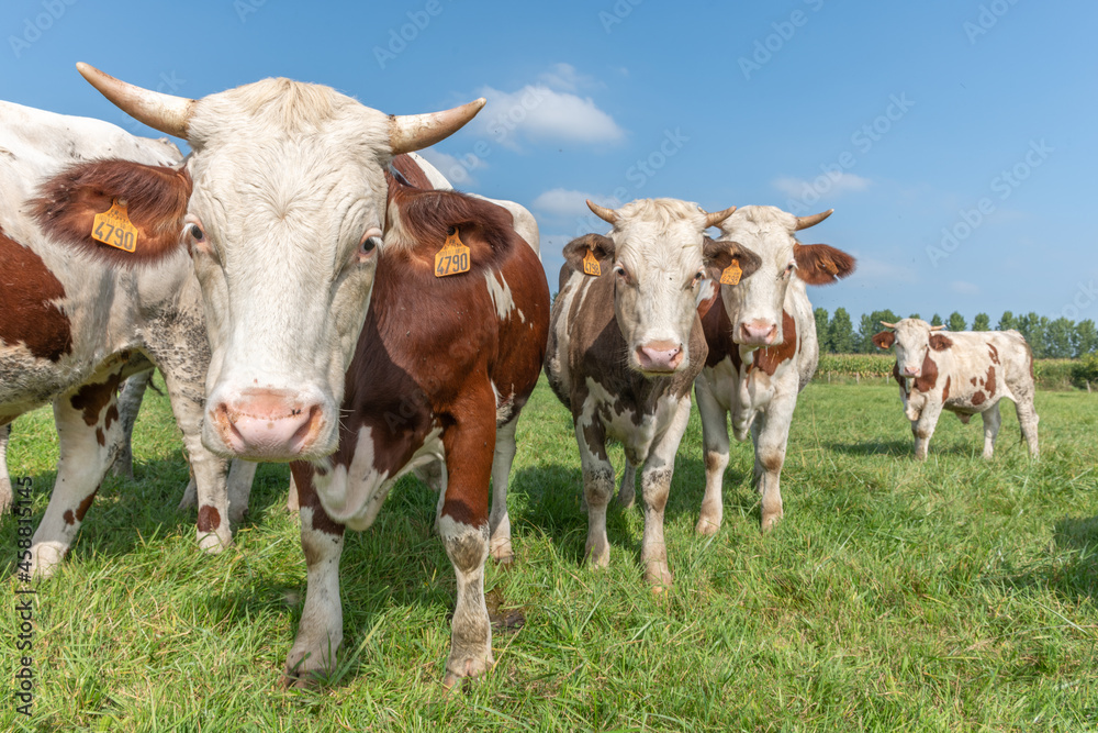 Cows in a pasture.