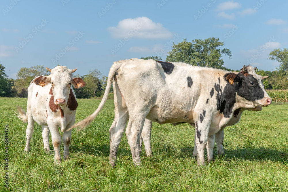 Cows in a pasture.