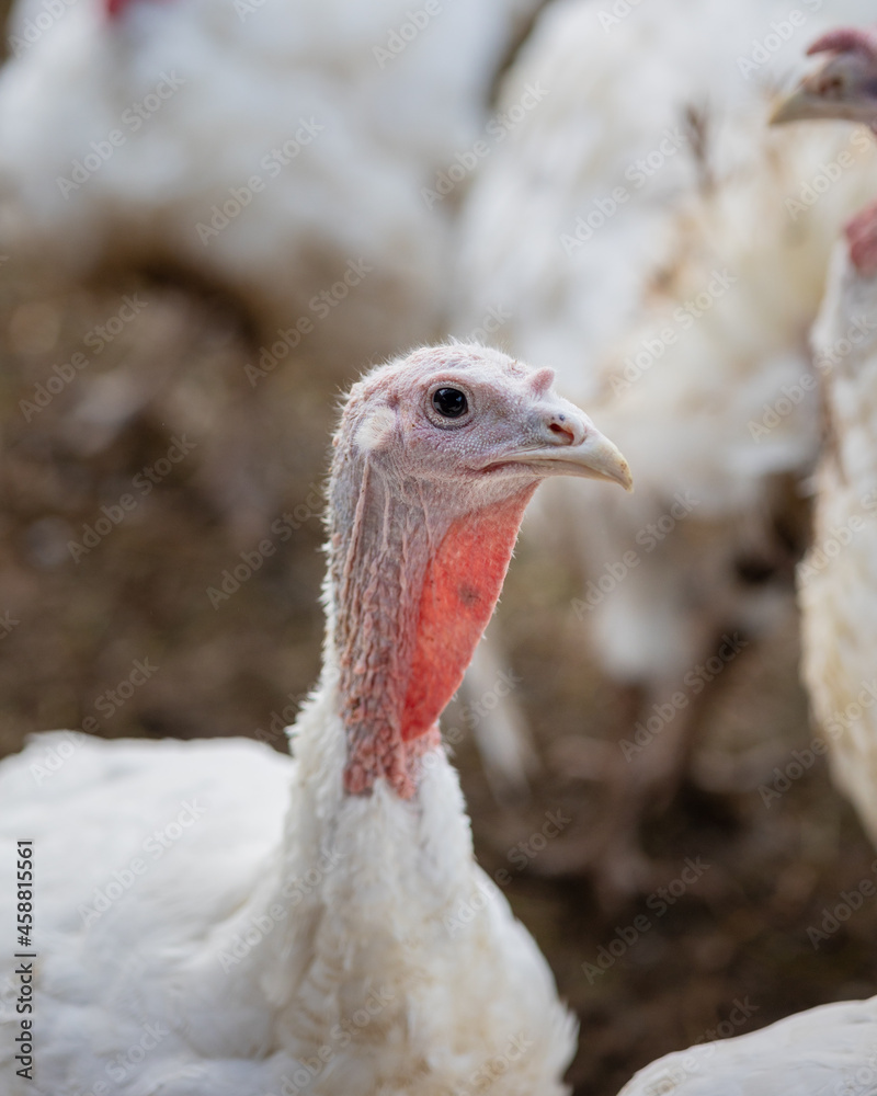 Zdjęcie Stock domestic white turkey on the farm. farm animals raised