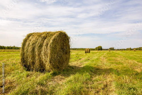 Hay roll of freshly rolled grass for winter feeding of livestock is on the background of the field and other rolles of mowed grass.