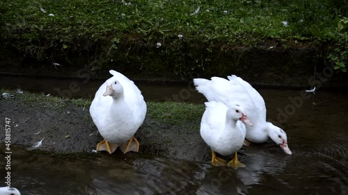 White ducks drinking water by a river in Novales, Cantabria, Spain
