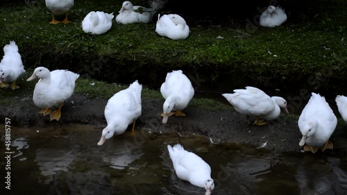 White ducks drinking water by a river in Novales, Cantabria, Spain