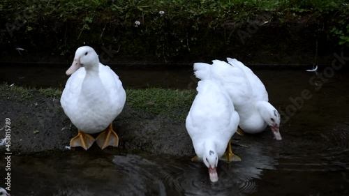 White ducks drinking water by a river in Novales, Cantabria, Spain