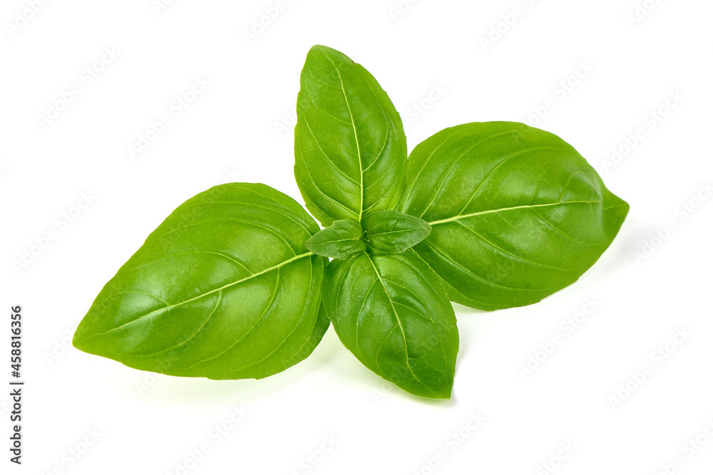 Organic basil leaf, isolated on white background. Organic basil leaf, isolated on white background.