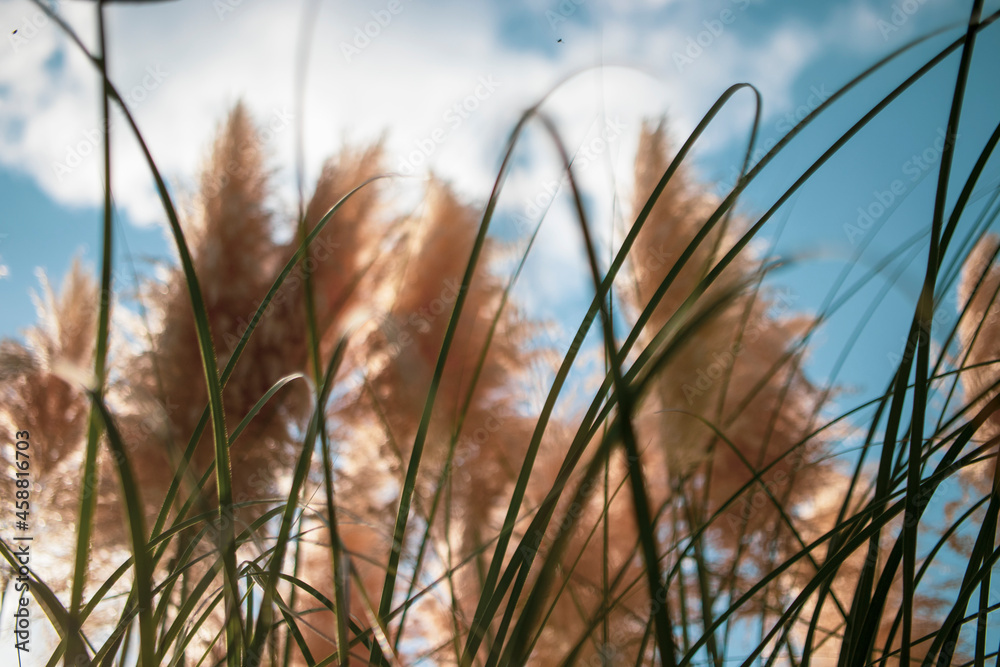 Fototapeta premium Pampas grass plant, close-up. against the sky. yellow spikes.