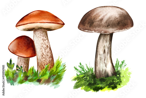 Leccinum aurantiacum, red-capped scaber stalk. Hand drawn watercolor mushroom isolated on white background.