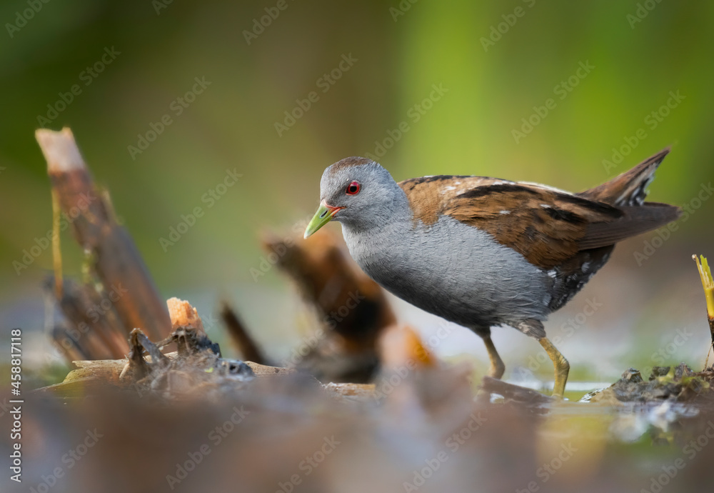 Little crake bird ( Porzana parva ) Little crake bird ( Porzana parva )