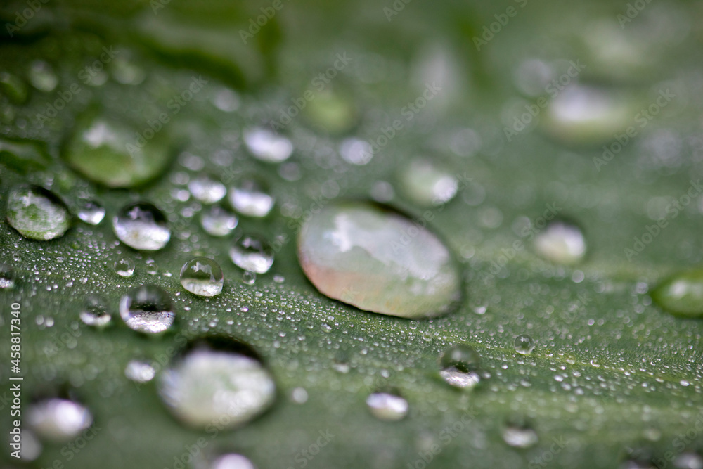 Raindrops on green leaf texture, close-up macro photo.
