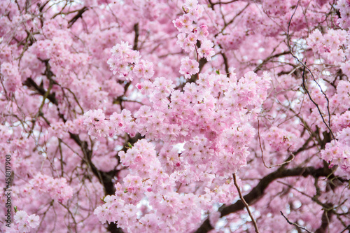 blühende Kirsche Sakura © Maria Ch.