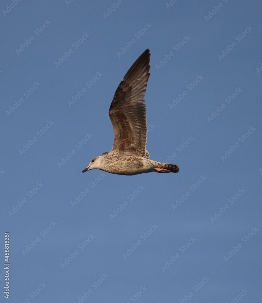 Obraz premium Young seagull in flight