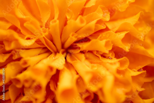 Marigold signet flower macro photo. orrange flower.