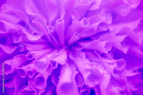 Fototapeta Naklejka Na Ścianę i Meble -  Marigold signet flower macro photo. purple flower.