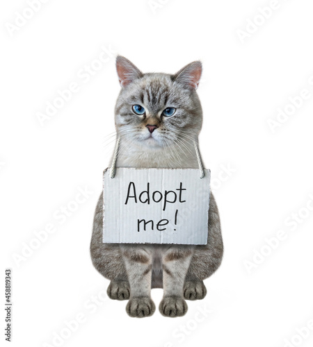 A ash cat with a sign around his neck that says adopt me please. White background. Isolated.