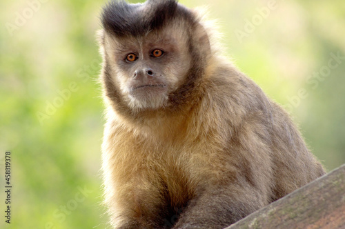 peaceful pin monkey over green nature background