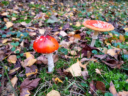 Pilz