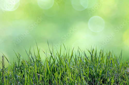 Young grass on an abstract, blurry background
