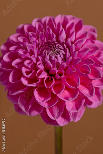 Pink Dahlia Flower on brown background. Beautiful ornamental blooming garden plant with clipping path.