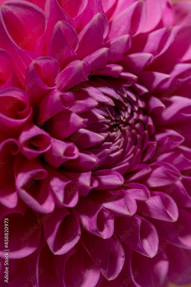 Pink Dahlia Flower on brown background. Beautiful ornamental blooming garden plant with clipping path.
