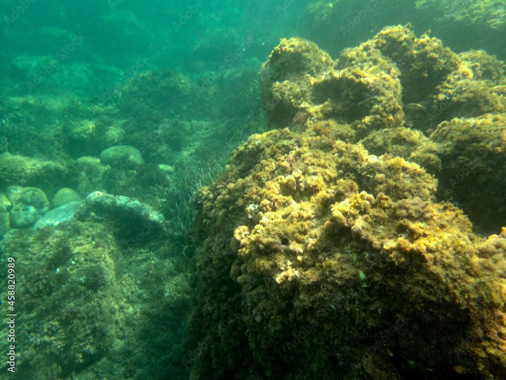Fototapeta premium Fondale marino di Giardini Naxos - 478