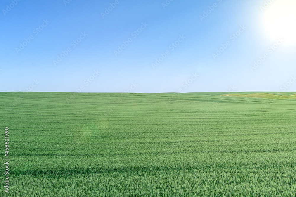 beautiful skyline landscape with green rye on farm field and clear blue sky with sun in summer beautiful skyline landscape with green rye on farm field and clear blue sky with sun in summer