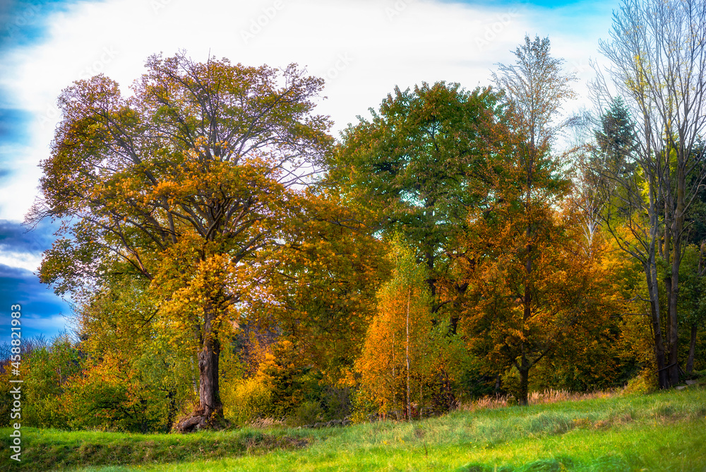Naklejka premium autumn in the park