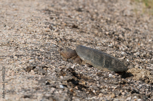 Large snapping turtle laying eggs on the gravel shoulder beside a highway. 