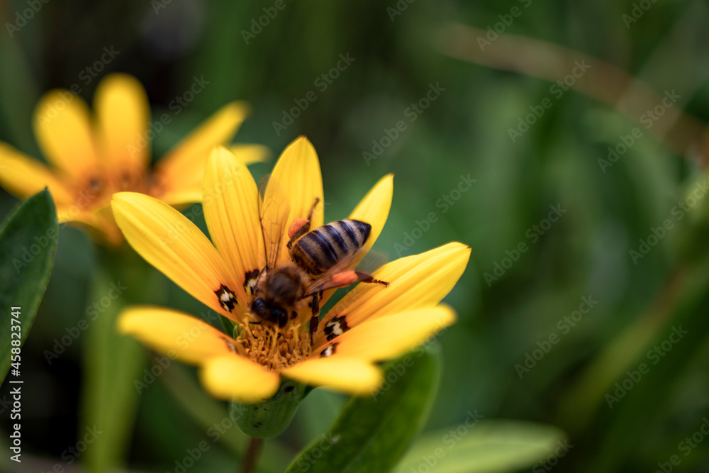 An orange daisy flower with a bee collecting orange pollen on it. An orange daisy flower with a bee collecting orange pollen on it.