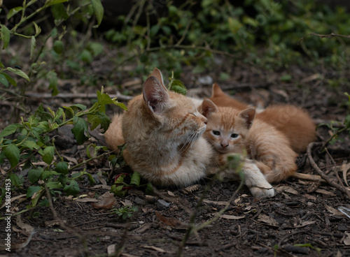 Familia de gatos descansando en el patio junto a los arboles