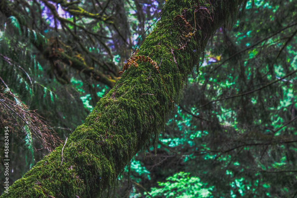 Fototapeta premium World On a Branch
