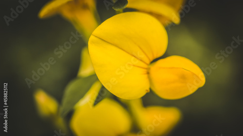 Yellow flowers on a dark background