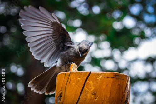 Gray Jay Number 6.